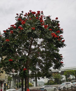 火焰木开出来什么的花