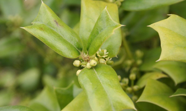 开黄花冬青树什么样的