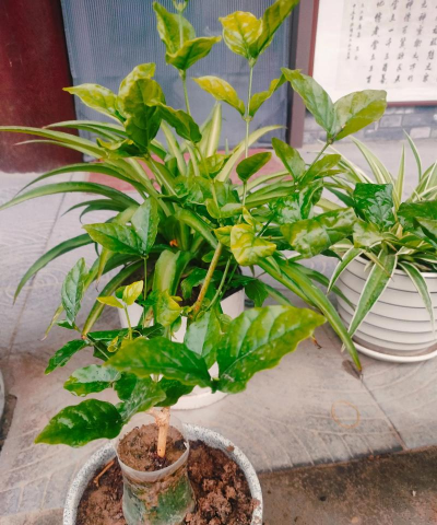 家庭养花用生根粉