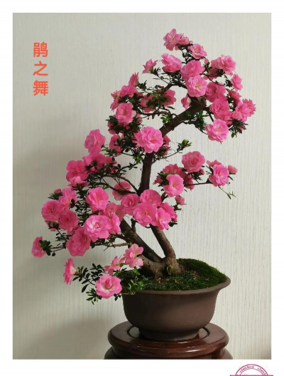 夏鹃盆景什么时候翻盆好