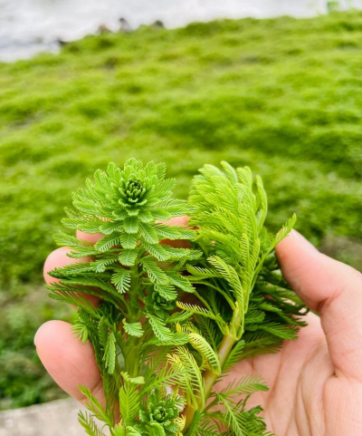 狐尾藻怎么繁殖