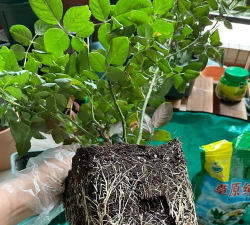 家庭养花用生根粉