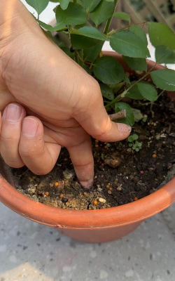 家庭养花用生根粉