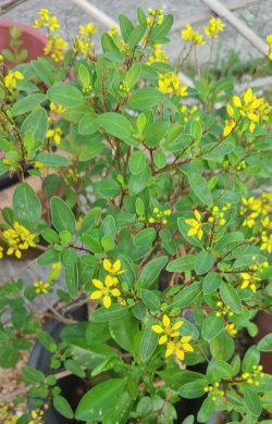 苦金英是一种什么植物