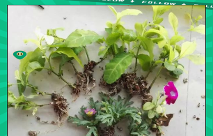 家庭养花用生根粉