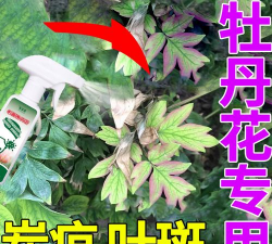 家庭养花用生根粉