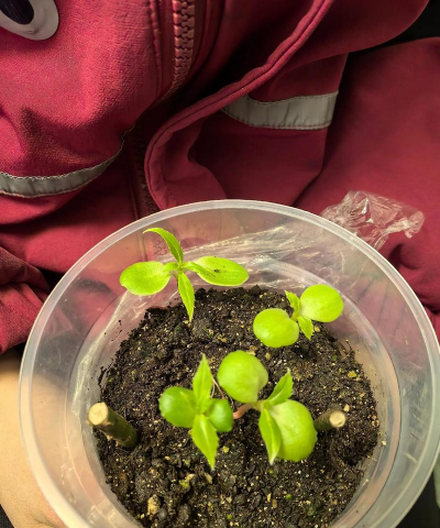 家庭养花用生根粉