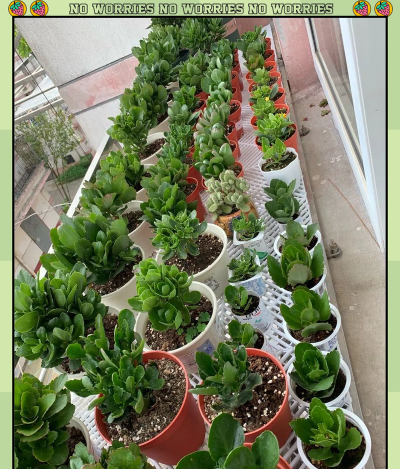 家庭养花用生根粉