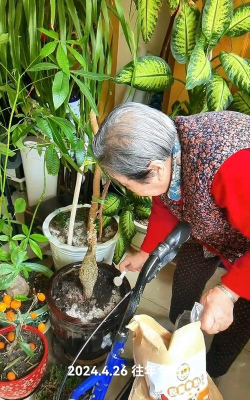 家庭养花用生根粉