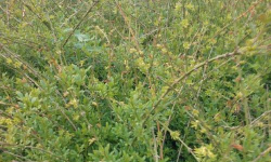 云南黄馨什么价格