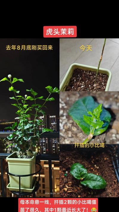 家庭养花用生根粉