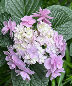 一个大花球是什么花