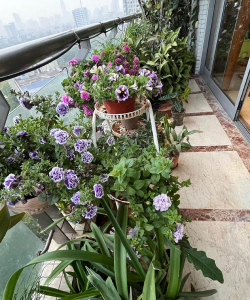 家庭养花用生根粉