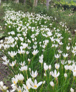 九月下旬种什么