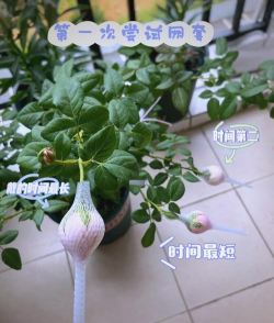 家庭养花用生根粉