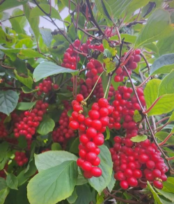 五味子是什么花科