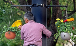 家庭养花用生根粉