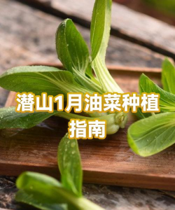 一月份浙江种什么