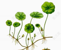 积雪草的果实长什么样