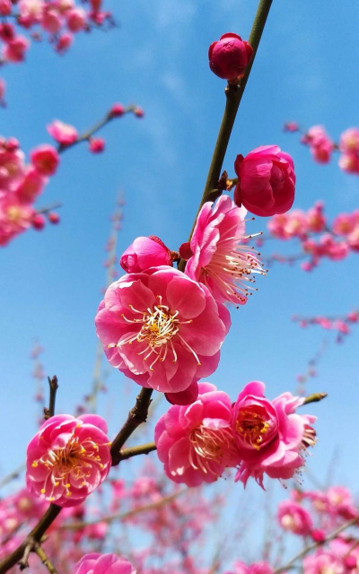 梅花一是什么样的梅花