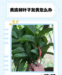 黄皮树叶子黄了怎么办