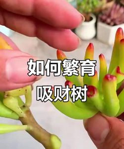 多肉吸财树怎么插苗