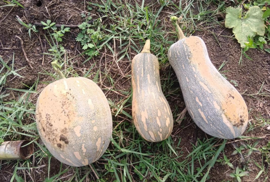 跟南瓜长得一样的叫什么