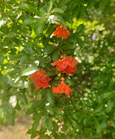 石榴花很多是因为什么