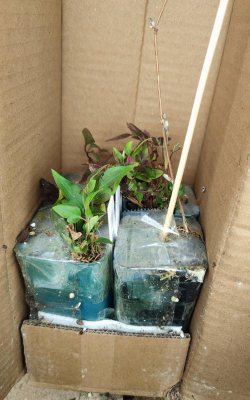 家庭养花用生根粉