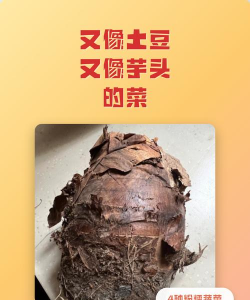 像芋头一样的蔬菜是什么