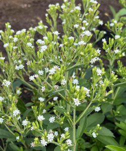 甜叶菊开什么样的花