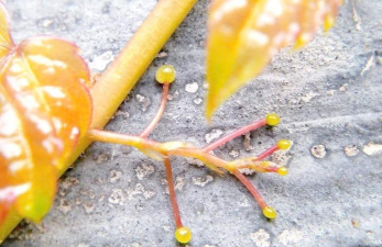 家庭养花用生根粉