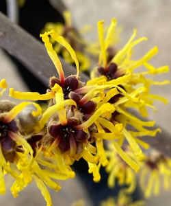 金缕梅的栽培技术