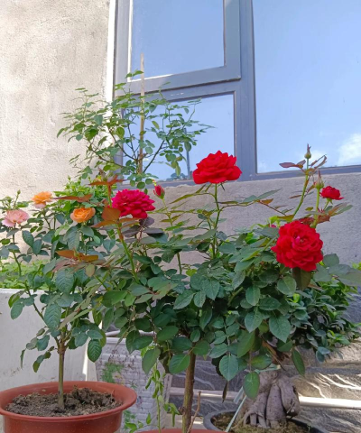 家庭养花用生根粉