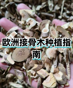 接骨木的种植方法