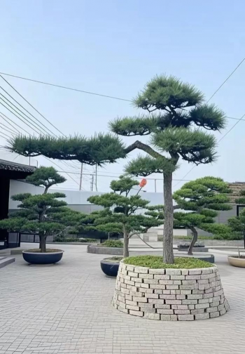 黑松什么时候造型