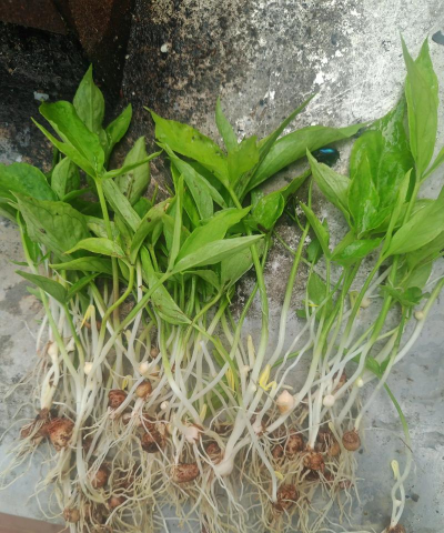 家庭养花用生根粉