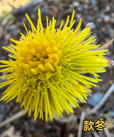 款冬花是什么样的植物