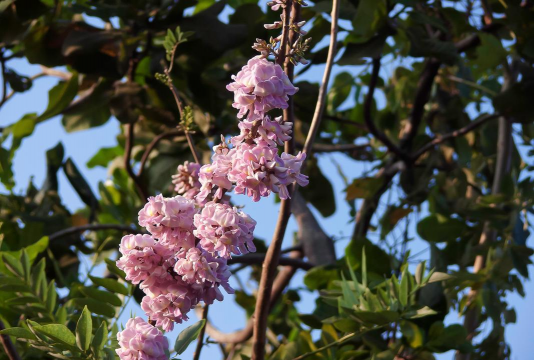 橡树一样的花叫什么名