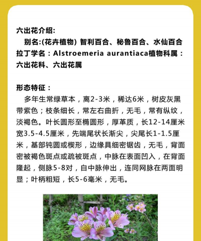 六出花是什么科属