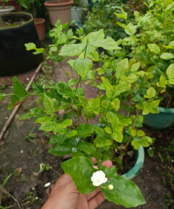 家庭养花用生根粉