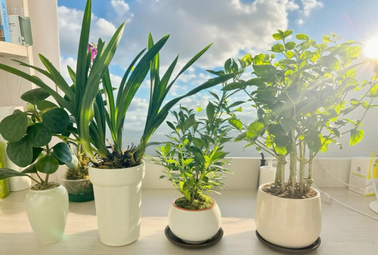 家庭养花用生根粉