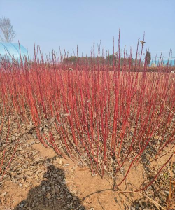 绿杆红瑞木长什么样