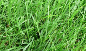 什么药对匍茎剪股颖有效