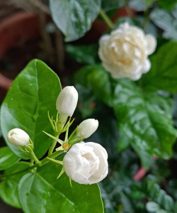 很大很大茉莉花长什么样 很大很大茉莉花长什么样