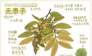 无患子的栽培技术