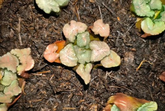 家庭养花用生根粉