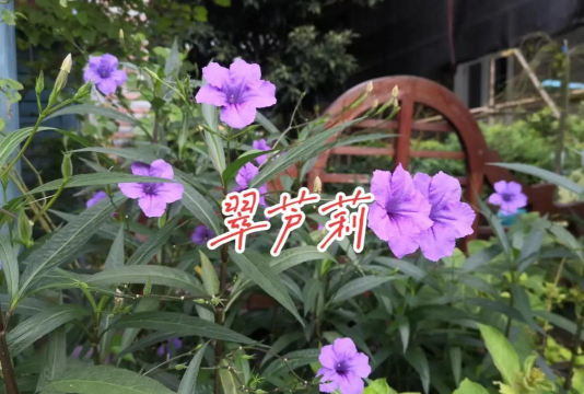 翠芦莉的拼音怎么写