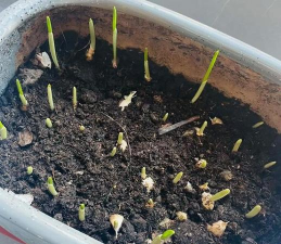 家庭养花用生根粉