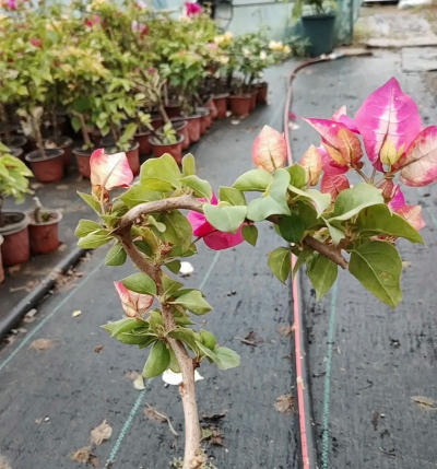 家庭养花用生根粉